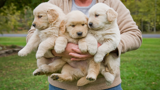 What Are The Risks Of Adopting A Golden Retriever