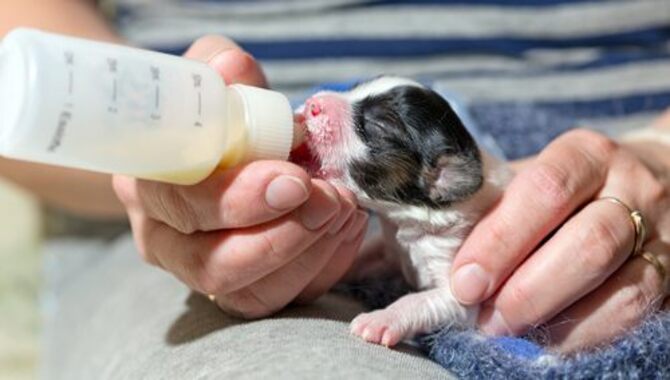 What Are The Risks Of Giving Puppies Cow's Milk
