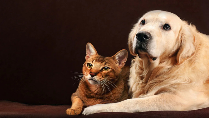 What Are The Risks Of Having A Golden Retriever With A Cat