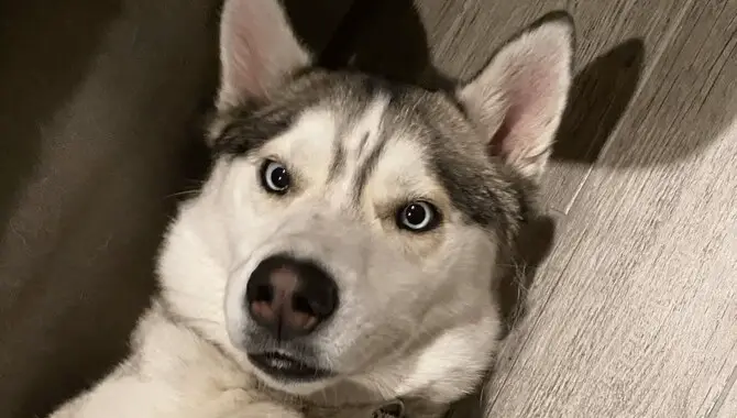 What Are The Signs Of A Husky Tantrum