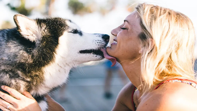 What Are The Signs Of Affection From A Husky