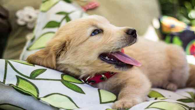 What Are The Signs That My Golden Retriever May Be Losing Their Baby Teeth