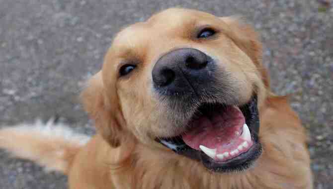 What Causes A Golden Retriever To Smile?