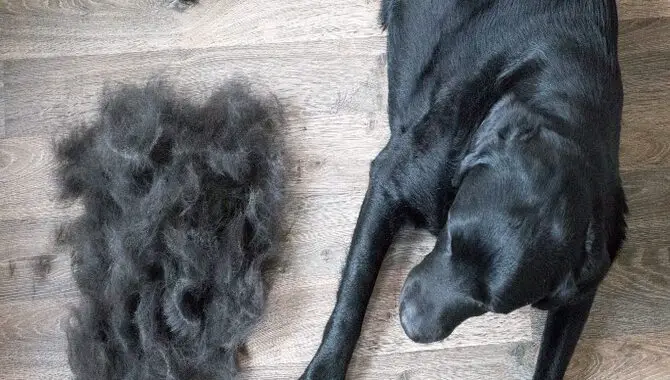 What Causes Excessive Shedding In Huskies