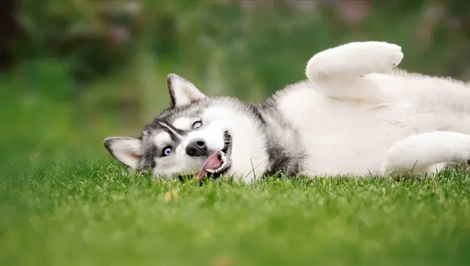 What Causes Huskies To Eat Grass