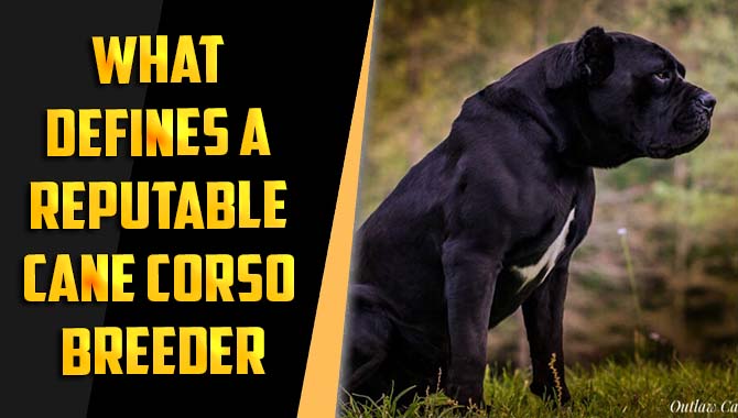 What Defines A Reputable Cane Corso Breeder