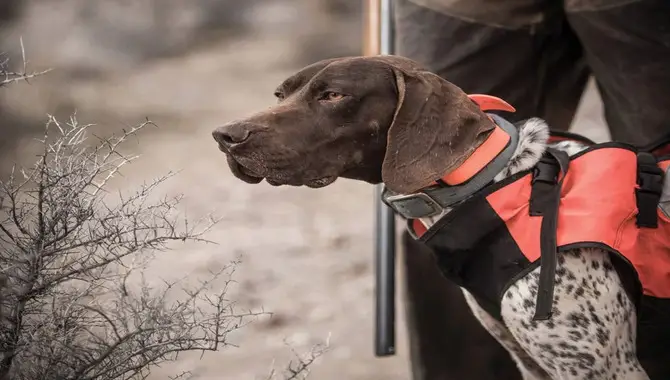 What Do Hunting Dogs Do?