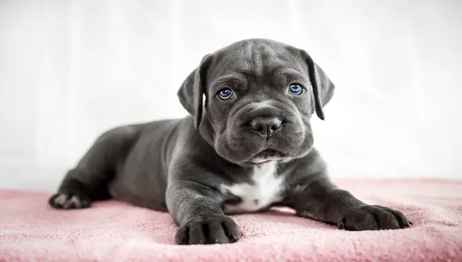 What Do You Need For A Cane Corso Puppy?