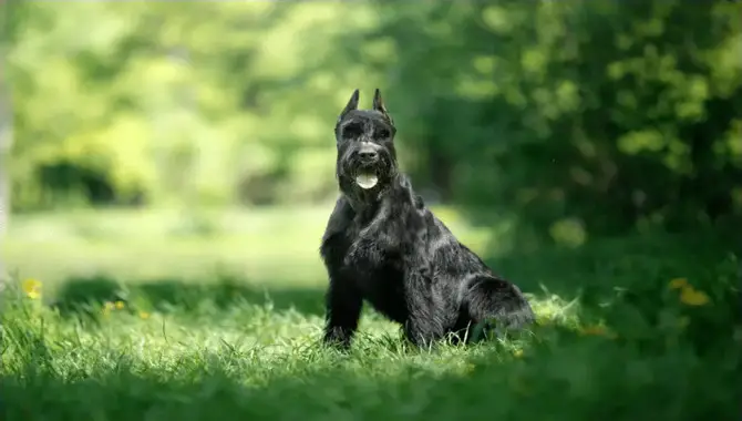 What Does It Mean When A Schnauzer Is Aggressive?