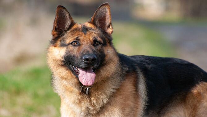 What Dogs Can Live With German Shepherds?