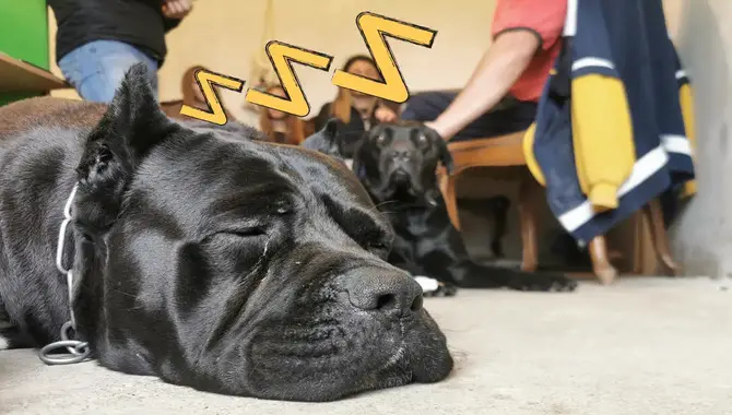 What Factors May Affect A Cane Corso's Sleeping Habits?