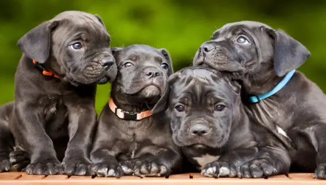 What Is A Cane Corso Puppy?