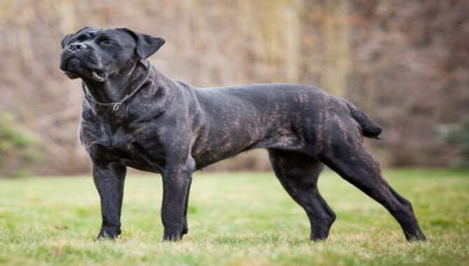 A Comprehensive Guide To Cane Corso Puppy Ear Cropping 