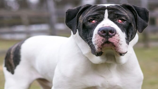 What Is Cherry Eye In A Cane Corso