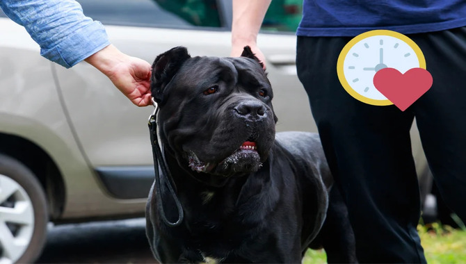 What Is The Average Lifespan Of A Cane Corso