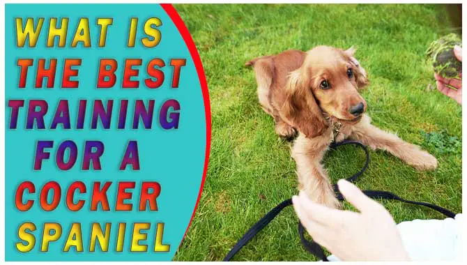 What Is The Best Training For A Cocker Spaniel