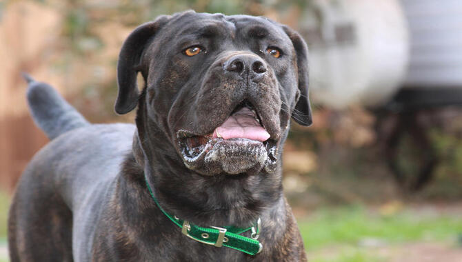 What Is The Cane Corso Heritage