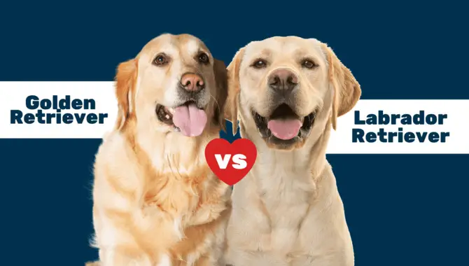 What Is The Difference Between A Golden Retriever And Vs. Labrador
