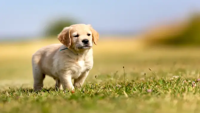 What Is The Goal Of Training A Golden Retriever To Be Calm?