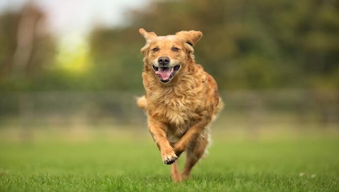 What Is The Purpose Of Running With Your Golden Retriever?