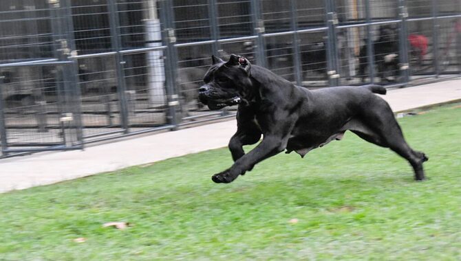 What Is The Recommended Fence Height For A Cane Corso