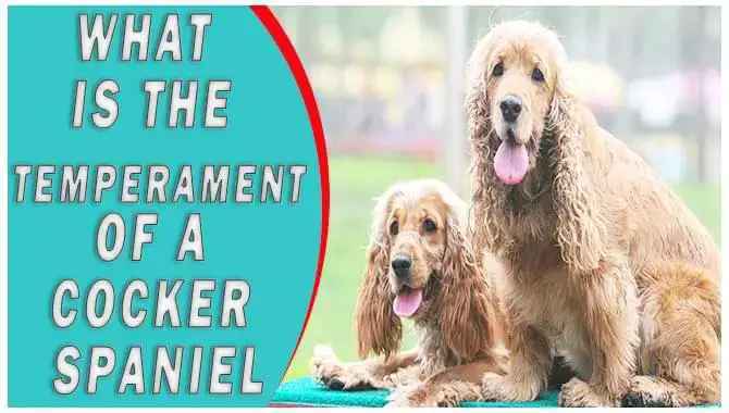What Is The Temperament of a Cocker Spaniel