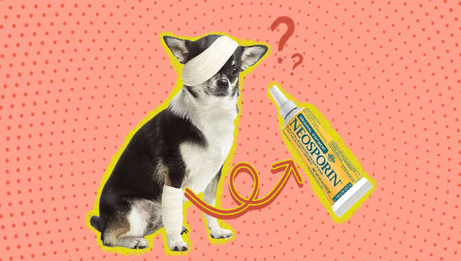 What Kind Of Neosporin Is Safe For Dogs?