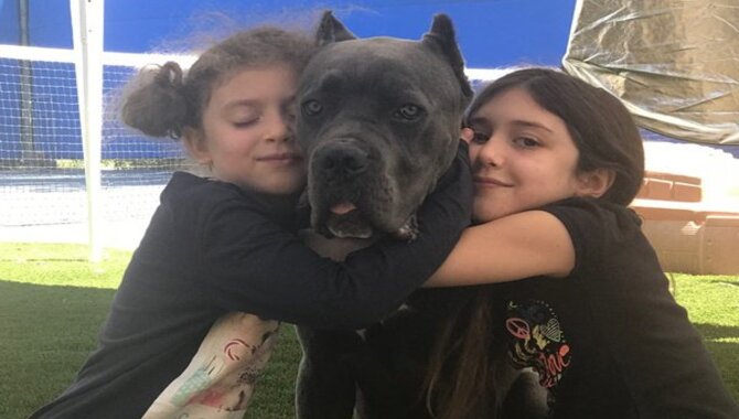 What Makes A Cane Corso A Good Family Dog