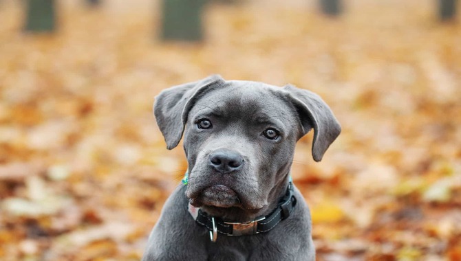 What Makes A Cane Corso Breeder Reputable