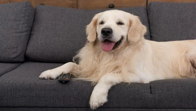 What Makes Golden Retrievers High Maintenance