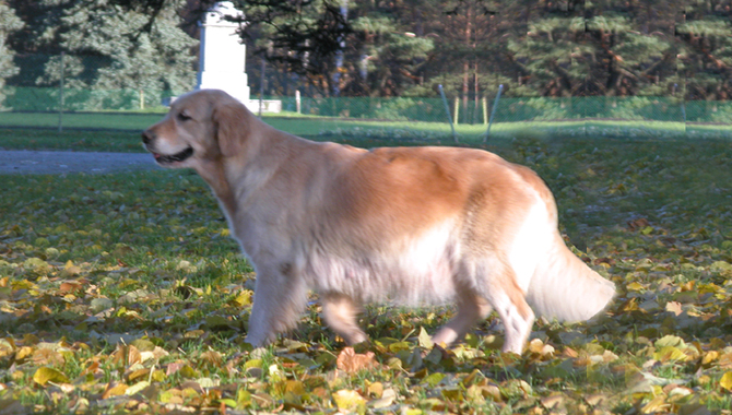 What Should I Feed My Pregnant Golden Retriever