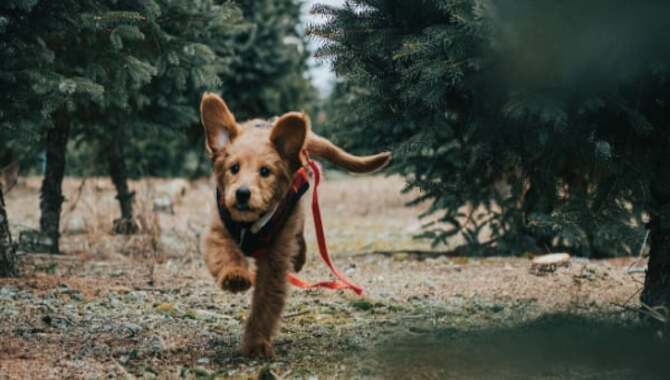 What Should You Do If Your Golden Retriever Has An Accident During A Run?
