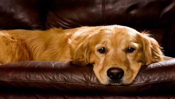 What Should You Do If Your Golden Retriever Starts Acting Strange When Left Home Alone?