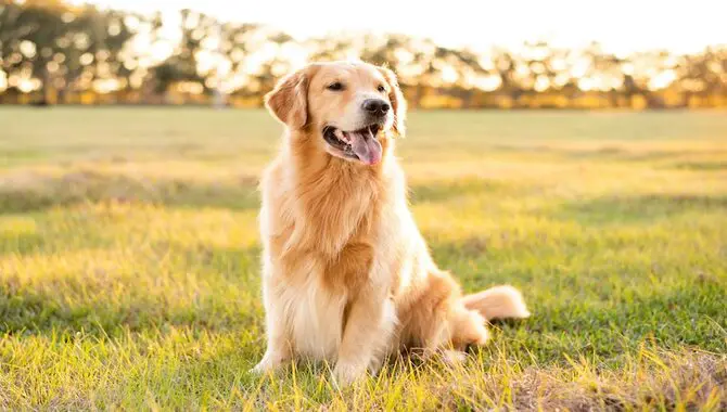 What Time Of Year Do Golden Retrievers Shed Most