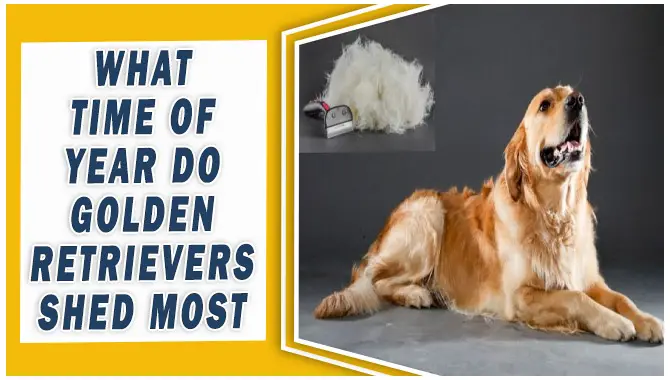 What Time of Year Do Golden Retrievers Shed Most