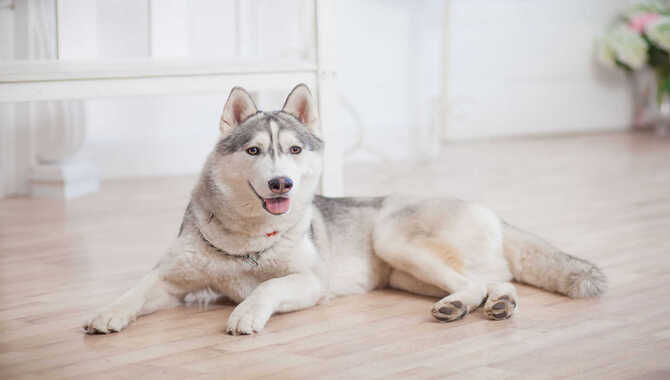What To Consider Before Leaving Your Husky Home Alone