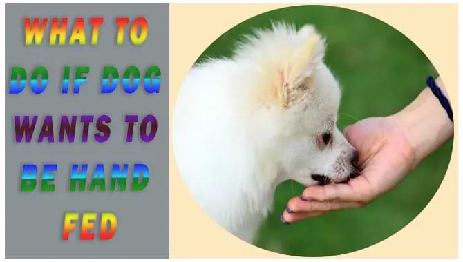 What To Do If Dog Wants To Be Hand Feed