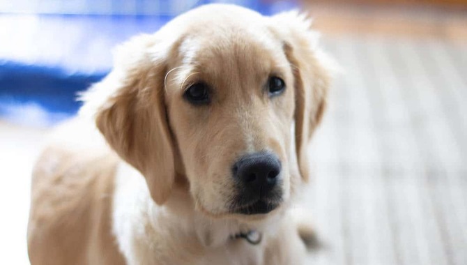 What To Do If You Forget To Bring Your Golden Retriever Home