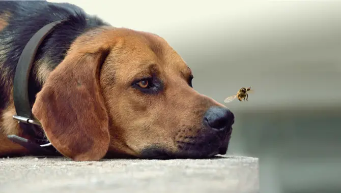 What To Do If Your Dog Eats Flies