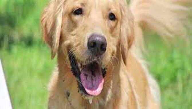 What To Do If Your Golden Retriever Drools Excessively