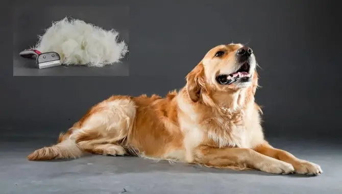 What To Do If Your Golden Retriever Has A Bad Coat