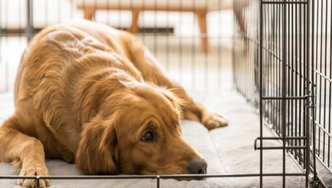 What To Do If Your Golden Retriever Puppy Is Struggling With Crate Training