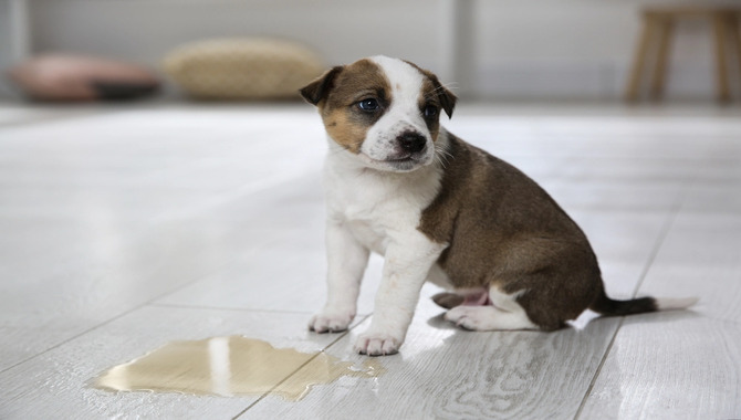 What To Do If Your Husky Puppy Is Peeing In The House Excessively