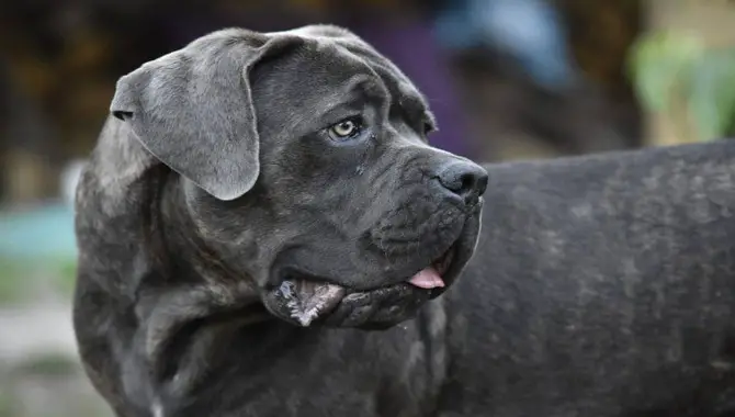 What To Expect During The Early Stages Of A Cane Corso's Life