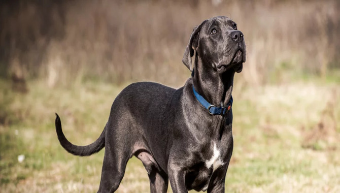 What To Expect From A Cane Corso Service Dog