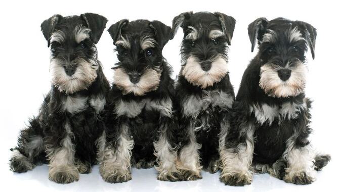 What To Expect From A Schnauzer's Growth Curve