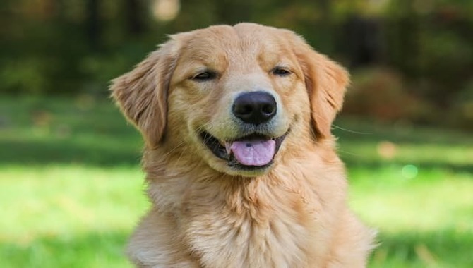 What To Expect With A Golden Retriever's Long Hair