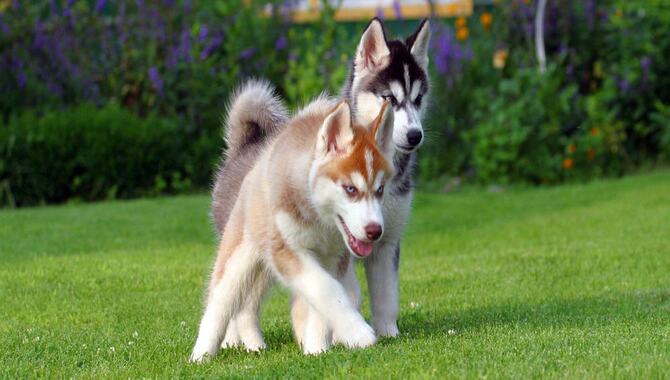 What To Feed A Husky Puppy