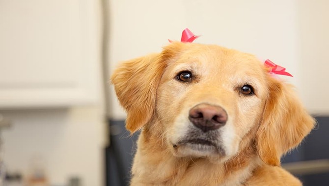 What Triggers Golden Retriever's Hair Growth