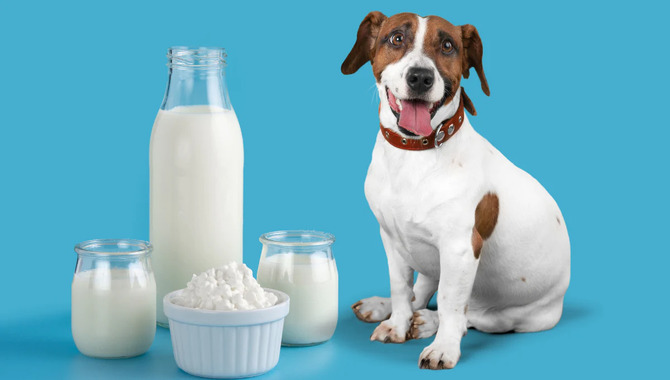 What Type Of Milk Can Dogs Drink